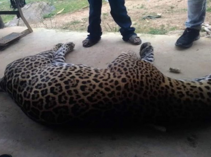 En Oaxaca, un campesino enveneno a un jaguar porque se comió a su burro 