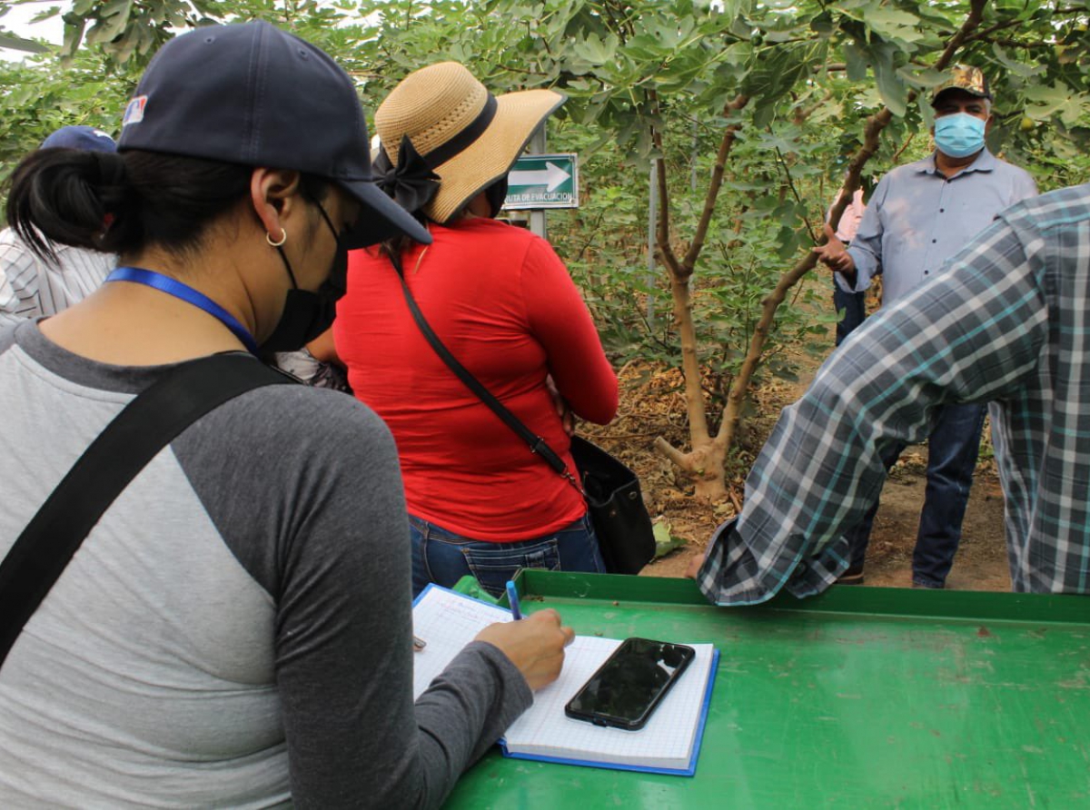 Impulsa Puebla desarrollo de higo en  campos de Atzizihuacan 