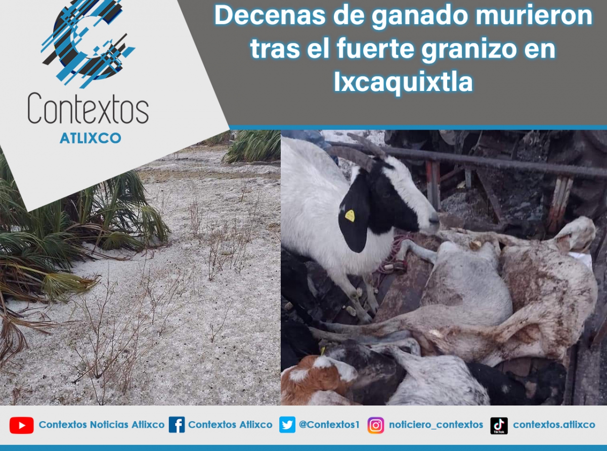 Granizo afecto severamente al municipio de Ixcaquixtla, varias cabezas de ganado muertas y sembradíos dañados