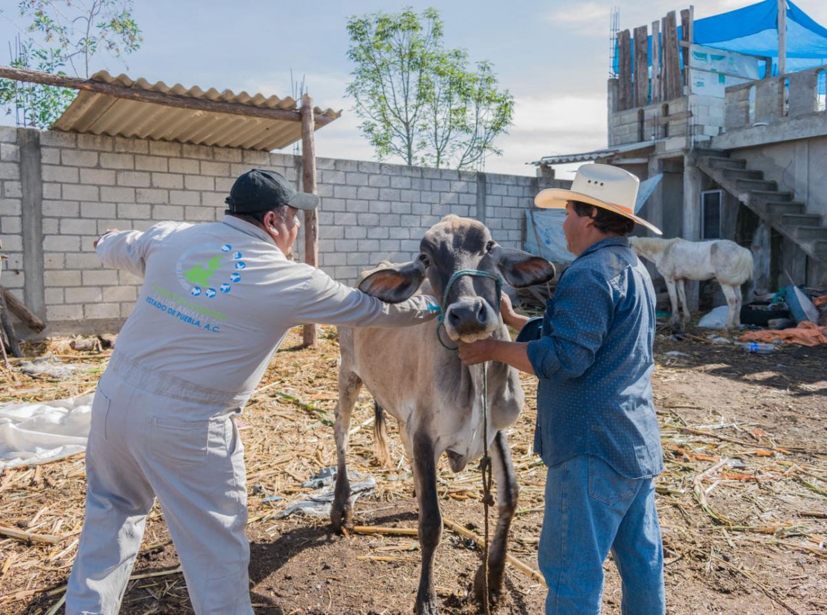 Adelantan jornada de vacunación antirrabica en Atzitzihuacán por un toro contagiado