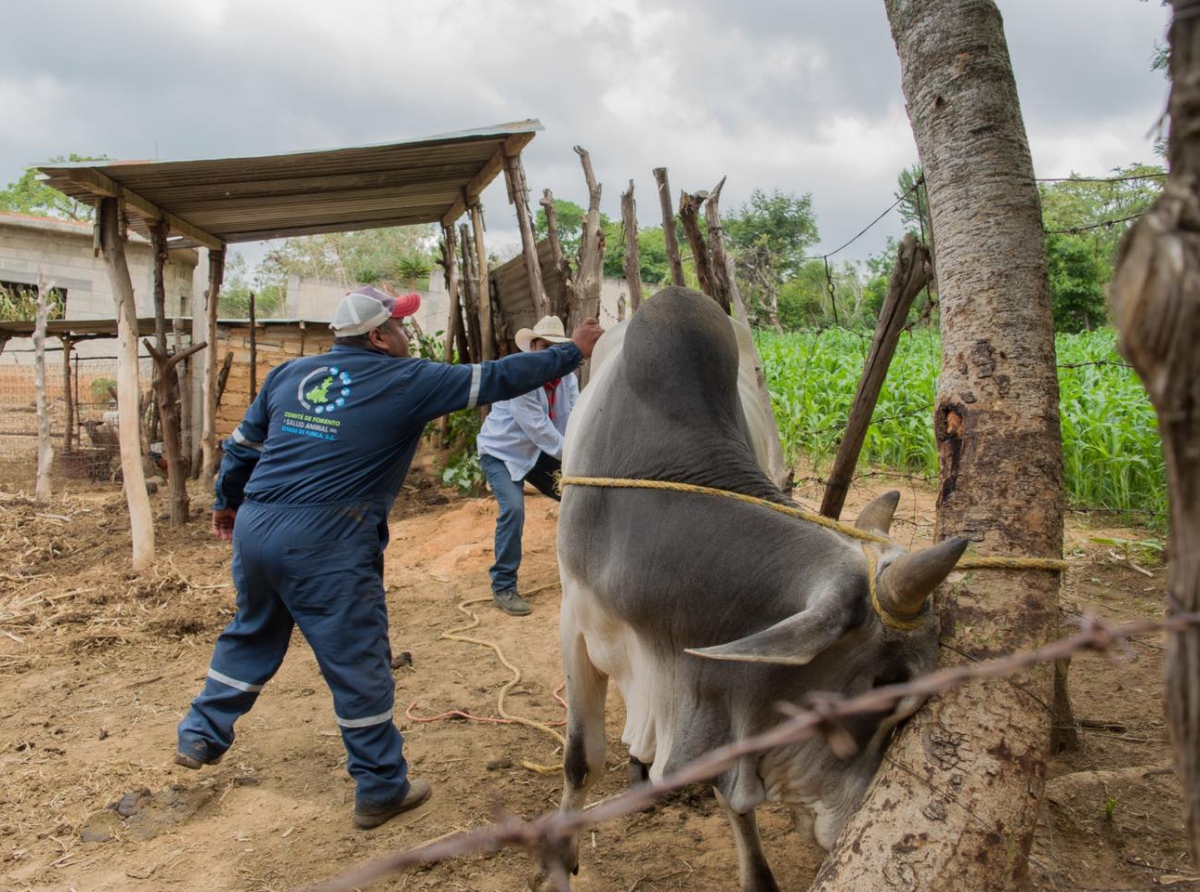 Vacunan ganado en Atzitzihuacán para evitar brotes de rabia 