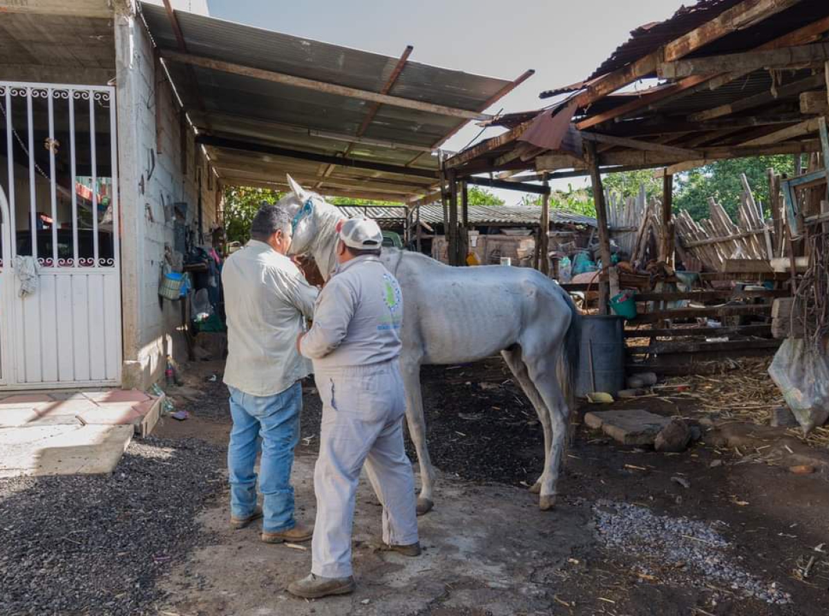 Avanza jornada de vacunación antirrábica en Atzitzihuacan