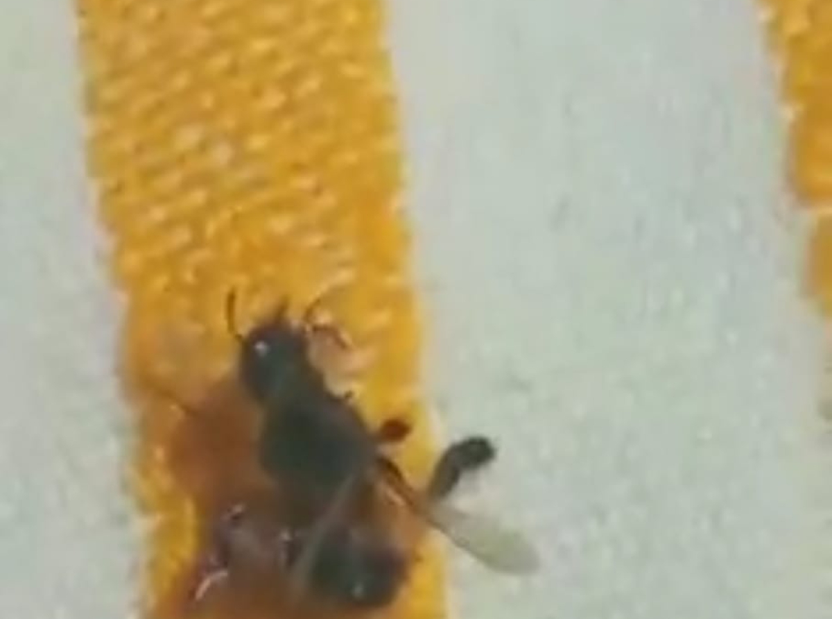 Casi 40 personas son atacadas por abejas en Epatlán 