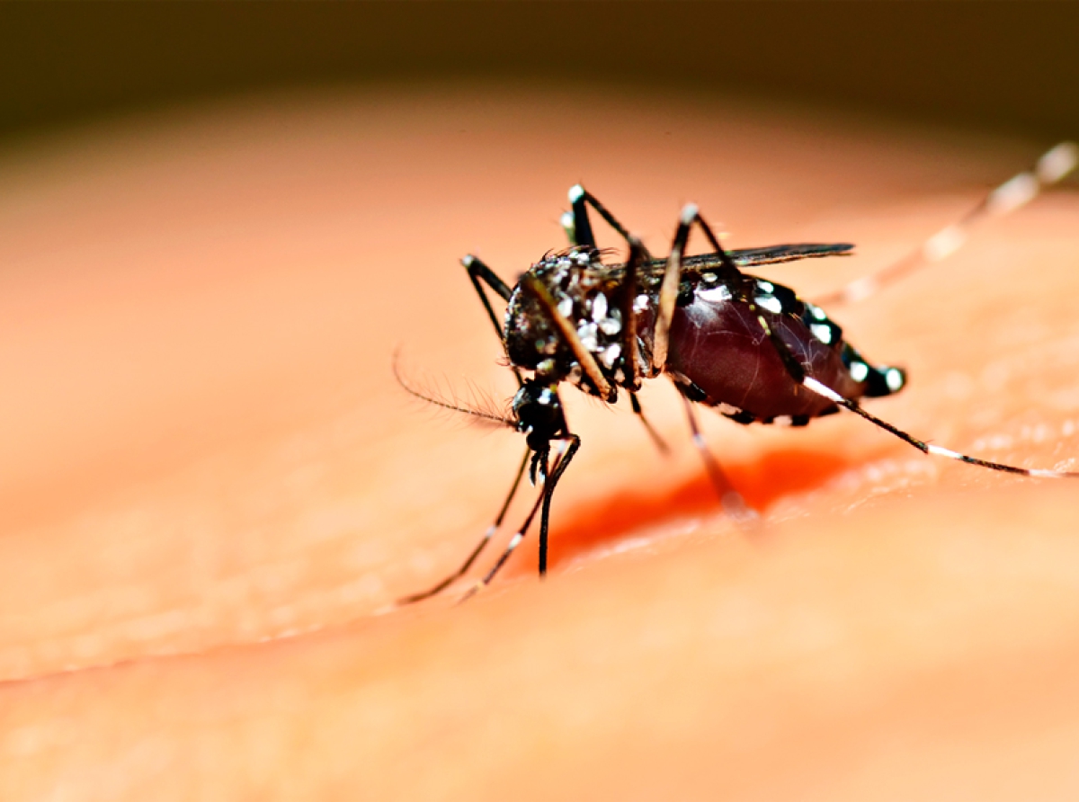 Confirma Secretaría de Salud 77 casos de dengue en el estado