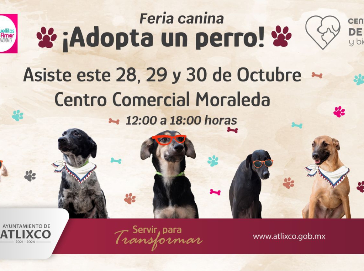 Participa en la mini feria de adopción canina en Atlixco 