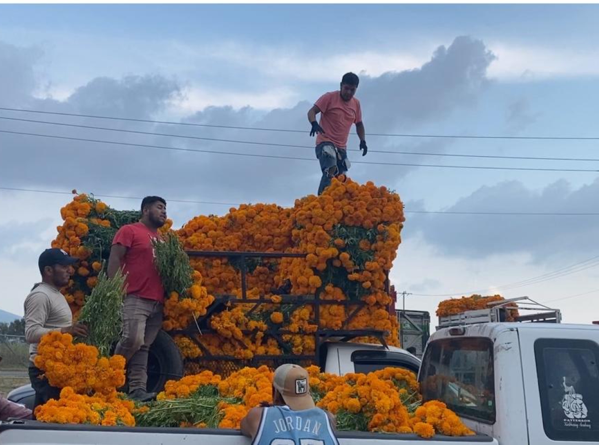 Más de 124 mdp en derrama económica por la venta de flor de temporada en Atlixco