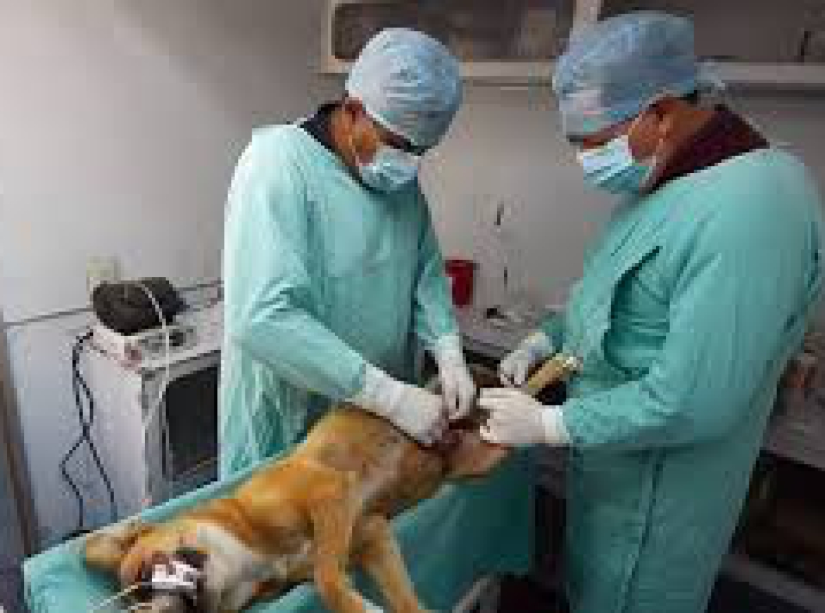 Existen más de 35 mil perros, se debe participar en las jornadas de esterilización 