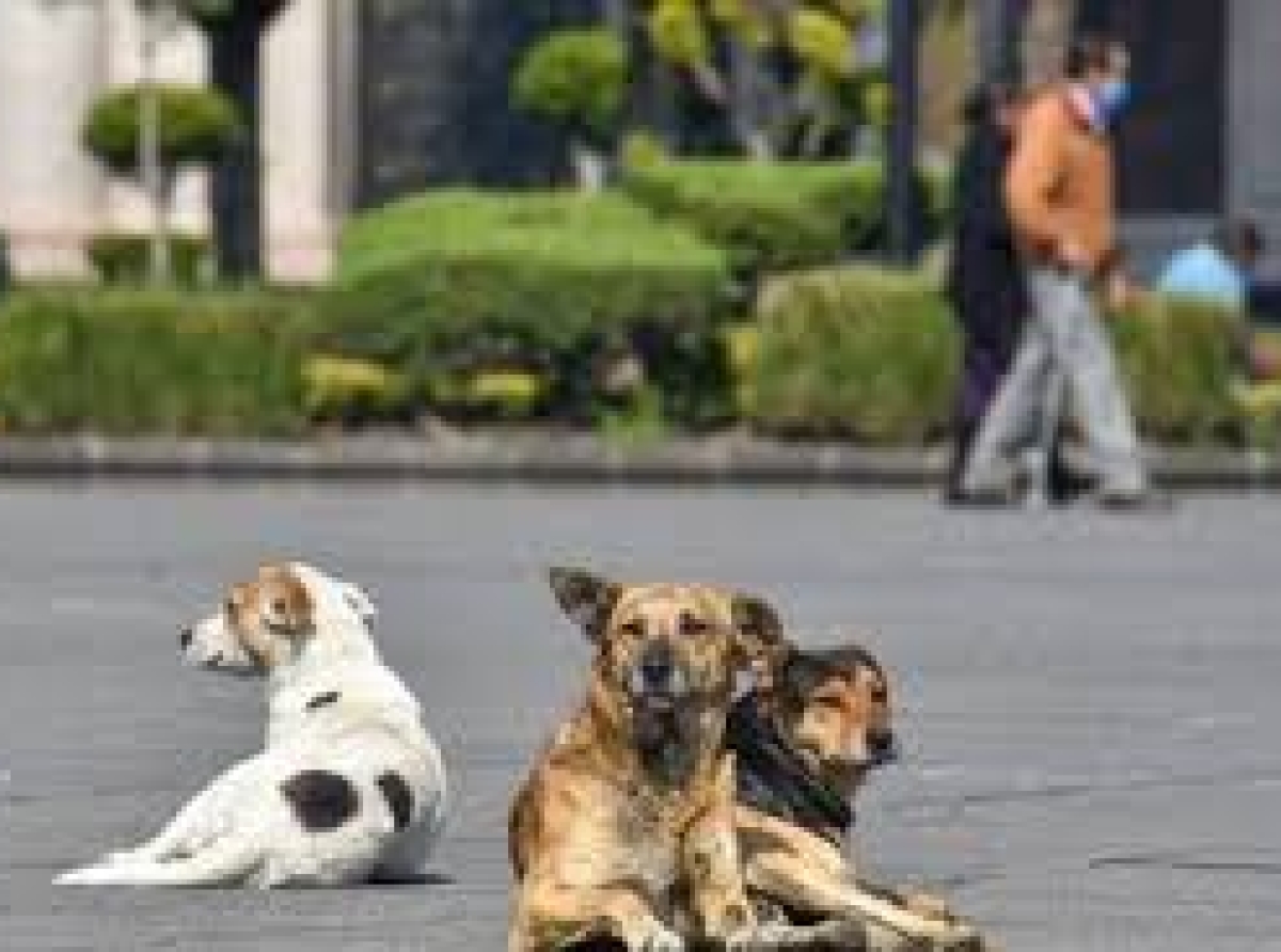 Tener S3x0 con perros provoca infecciones y tumores en personas: BA