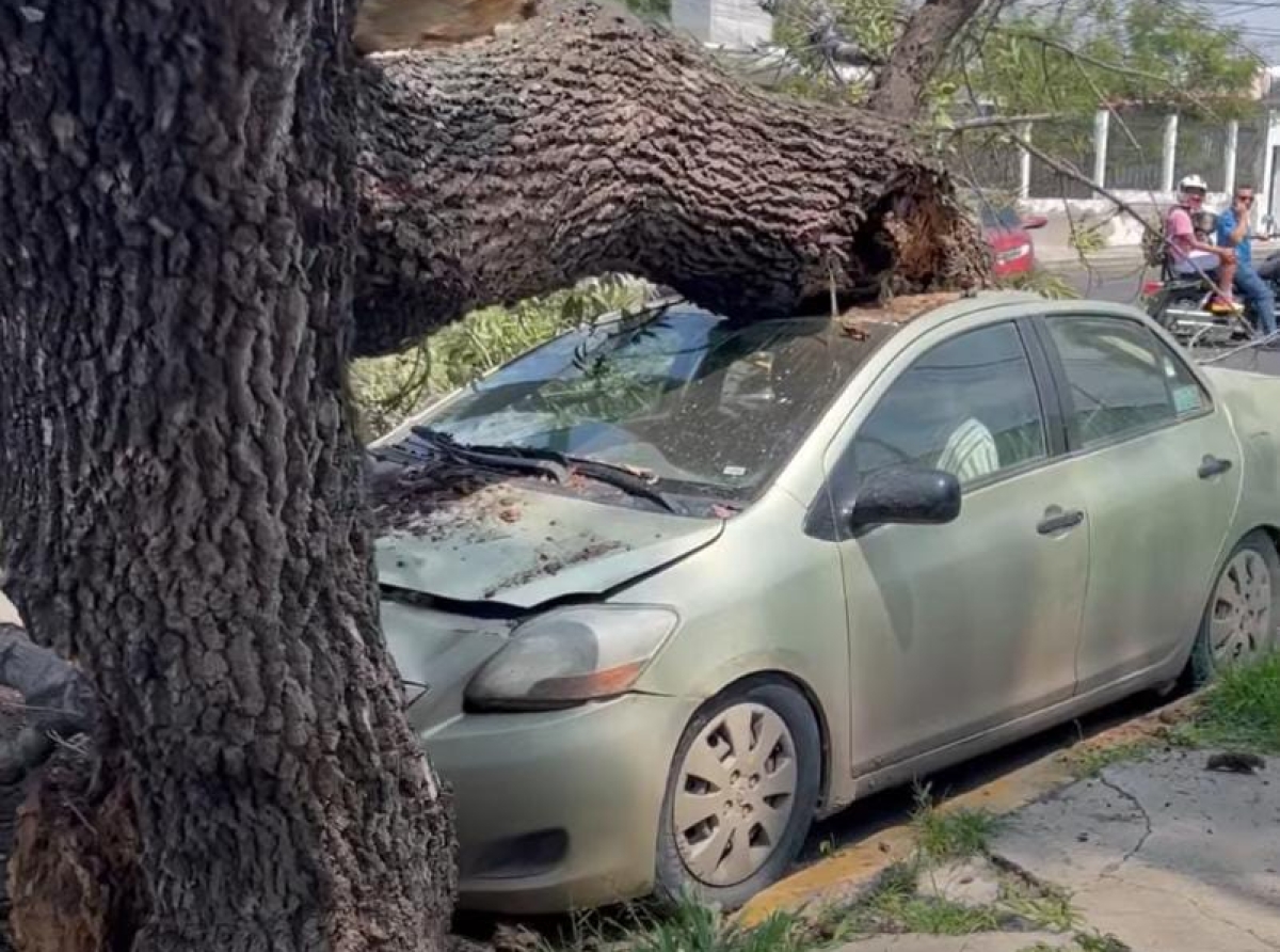 Cae árbol sobre un coche, fue pérdida total
