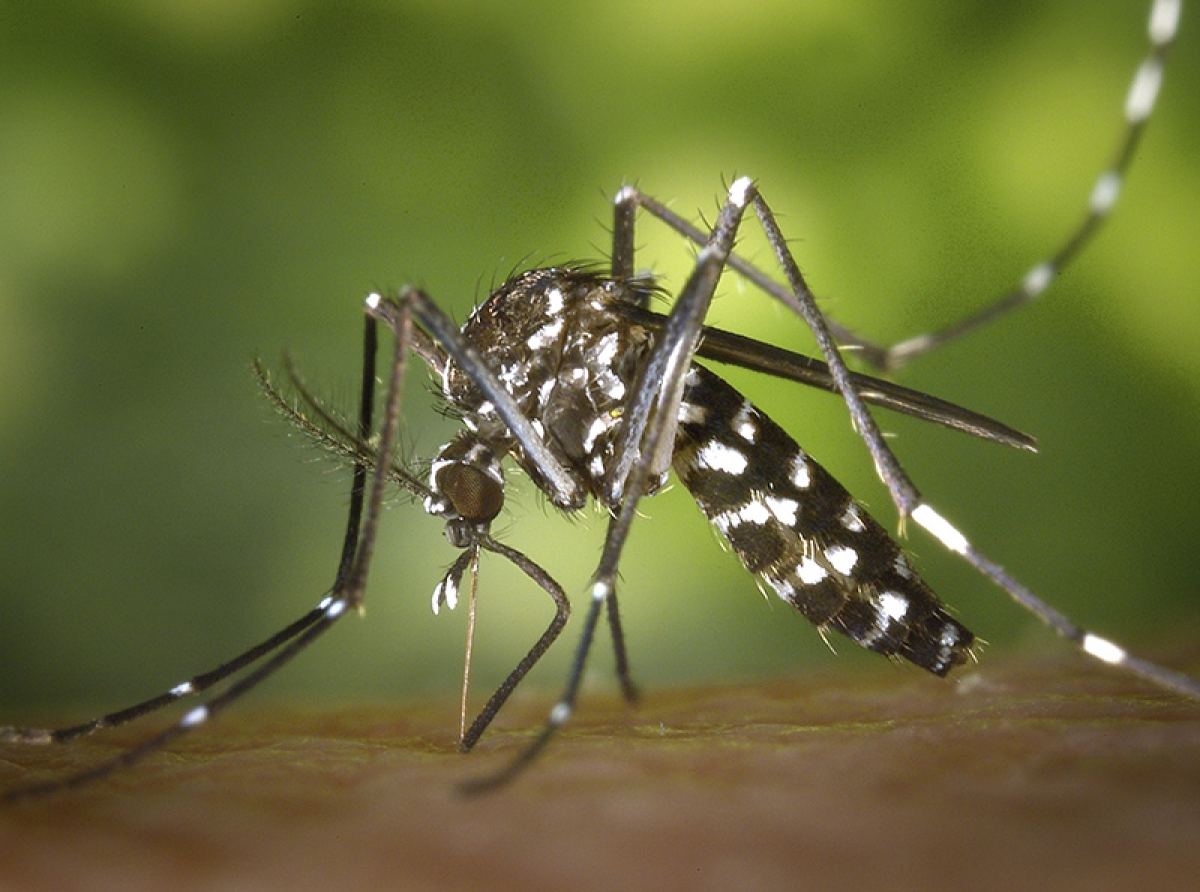 Descarta Salud defunciones por dengue en las últimas 24 horas