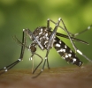 Descarta Salud defunciones por dengue en las últimas 24 horas