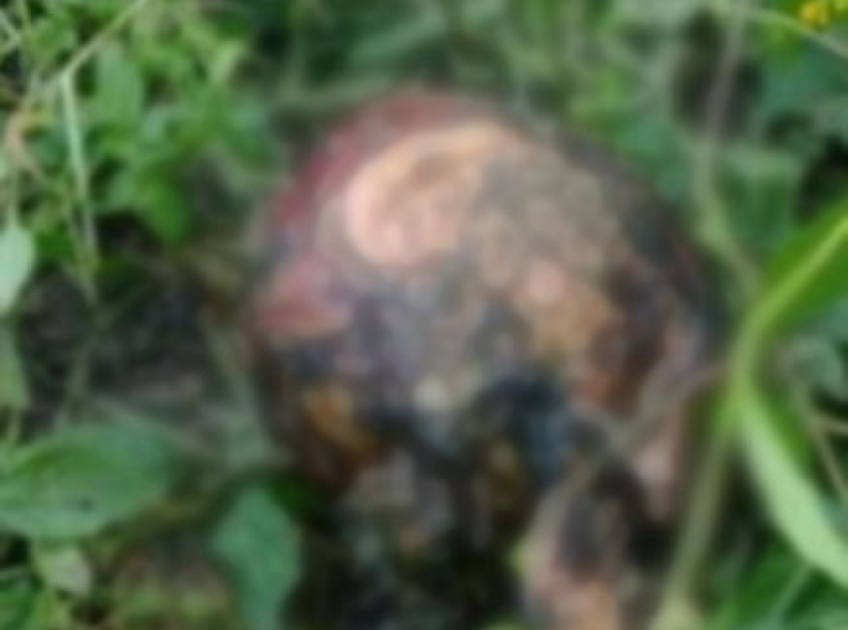 ¡De terror! Hallan cráneo humano en comunidad de Huaquechula