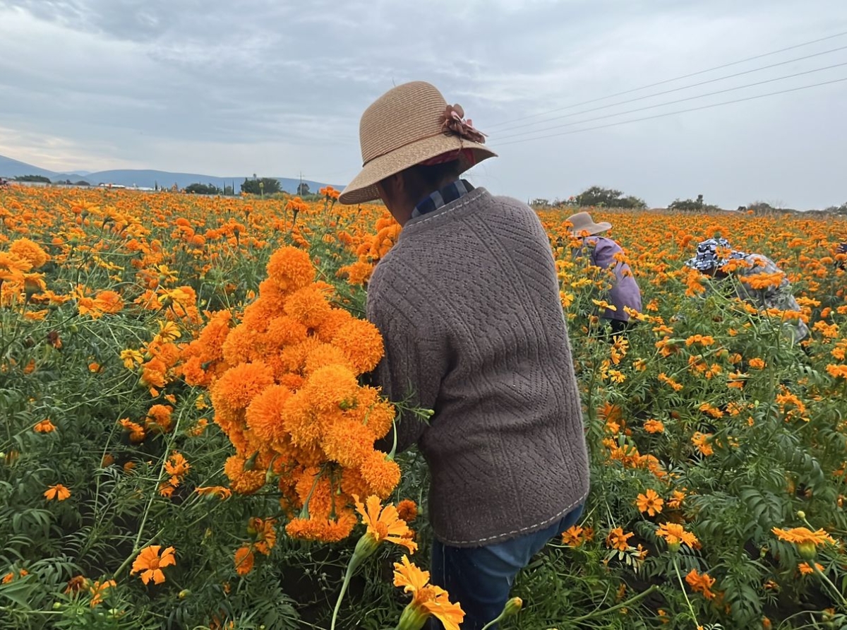 Inicia corte de flor de cempasúchil en la región de Atlixco 