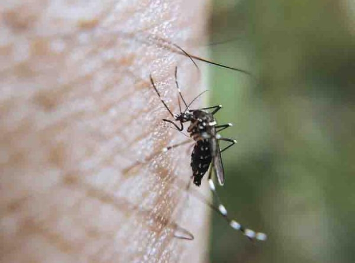 En últimas 24 horas, descarta Salud hospitalizados y defunciones por dengue