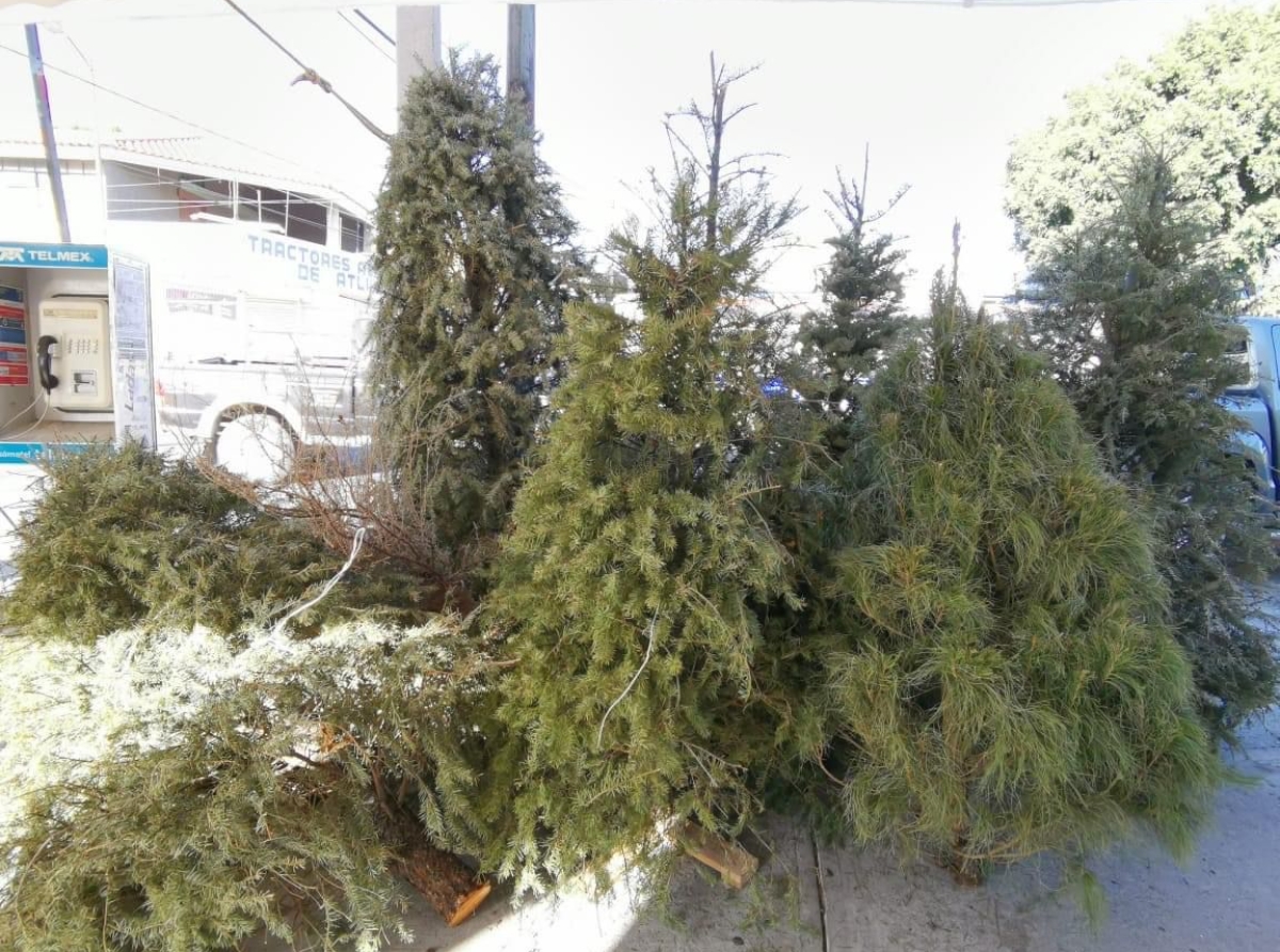 Atlixco promueve la campaña "Verde Navidad" para el reciclaje de árboles navideños