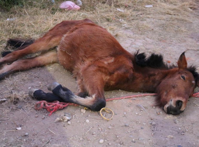 Rescatan a caballo que fue brutalmente golpeado en Coronango