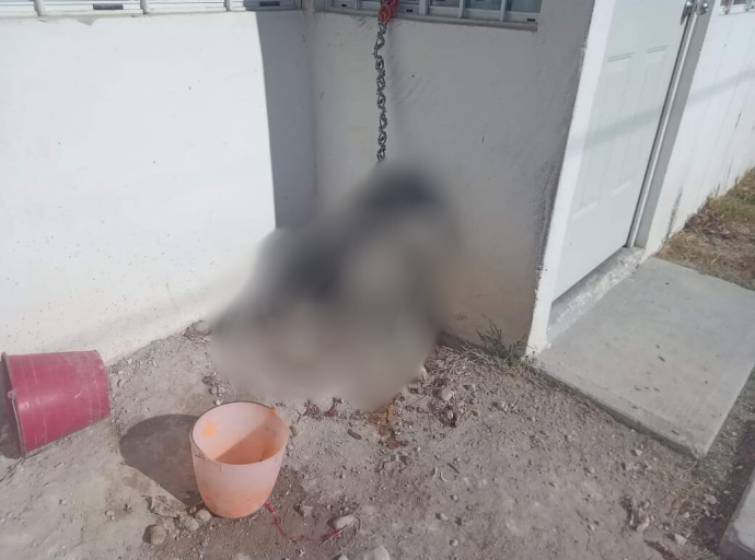 Denuncian maltrato animal en Tecamachalco, perro murió ahorcado con su cadena 