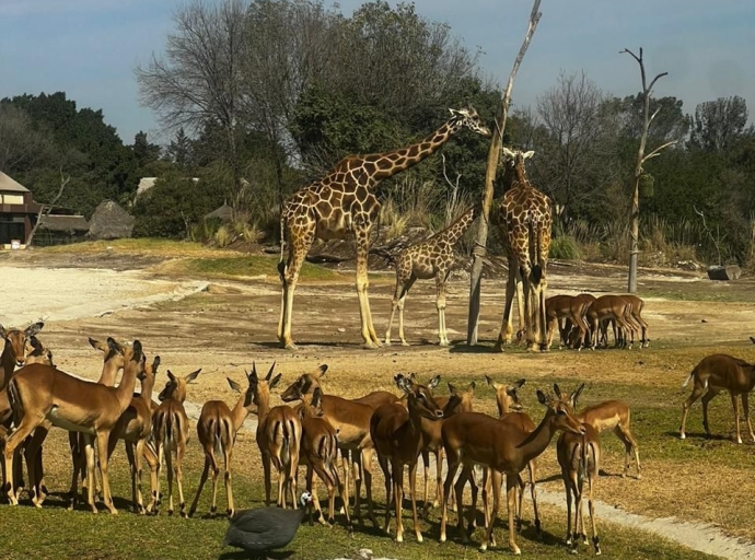 Ariadna Ayala promueve el respeto y amor por los animales y lleva a niñas y niños de Atlixco a conocer a la jirafa Benito