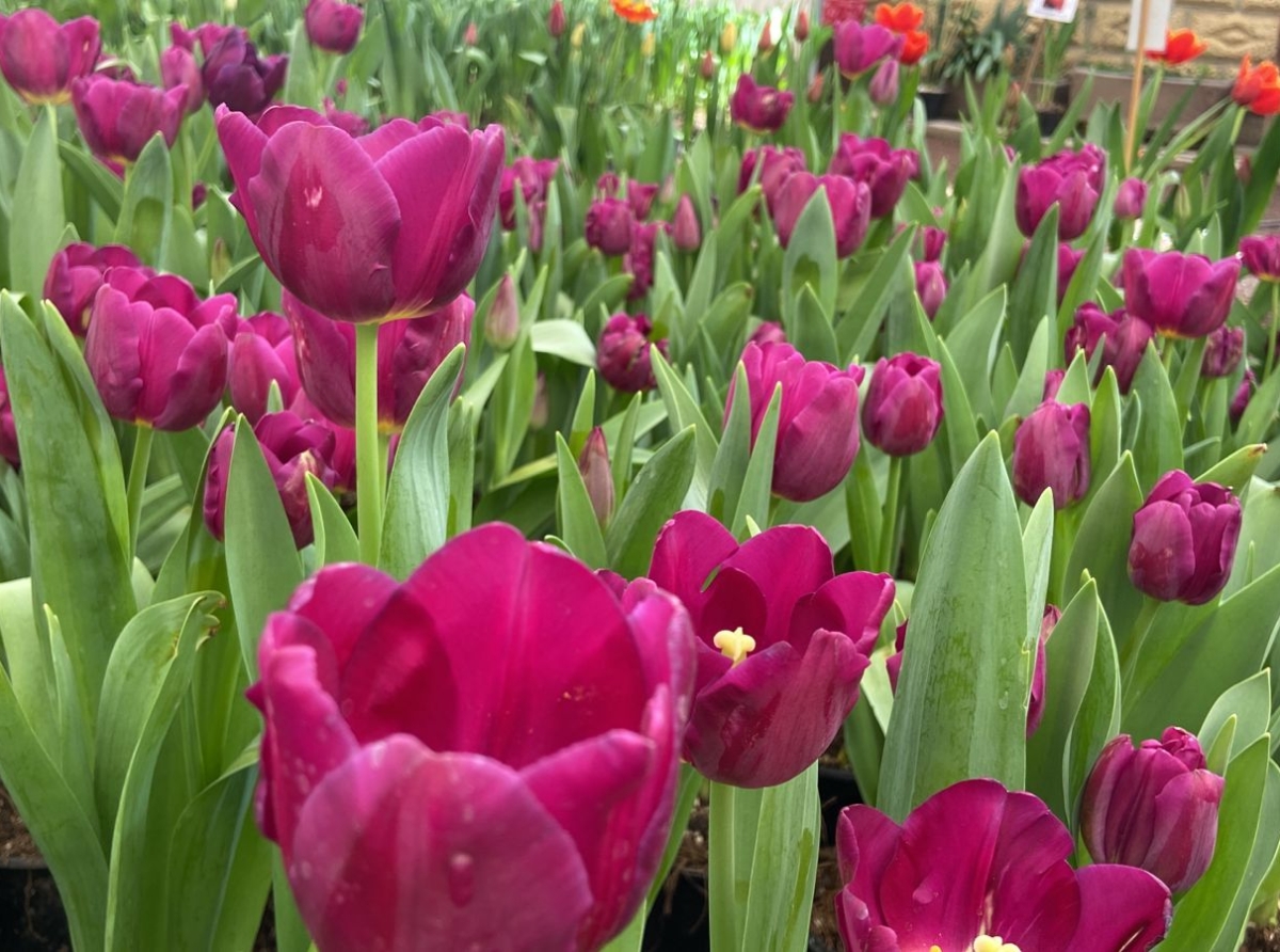 Atlixco alista más de 300 mil macetas de tulipanes por el 14 de febrero