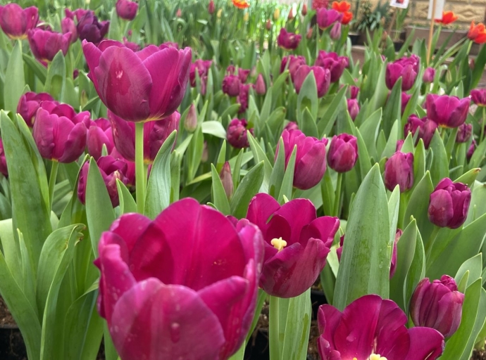 Atlixco alista más de 300 mil macetas de tulipanes por el 14 de febrero