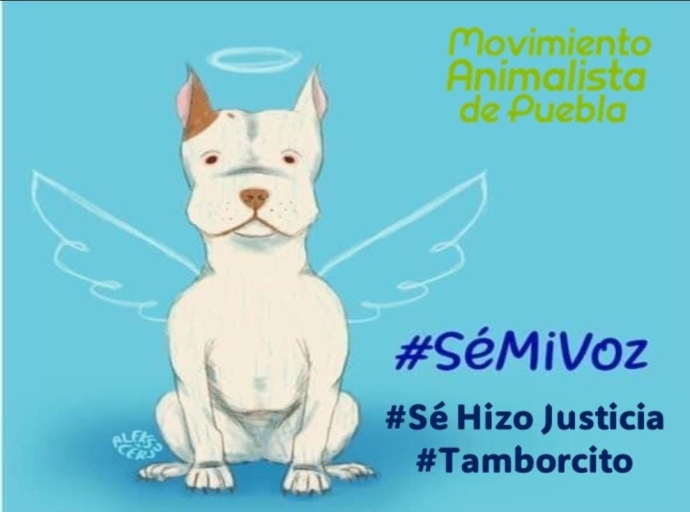 ¡Justicia para Tamborcito! Detienen a sujeto que asesinó a puñaladas a un perro en Puebla